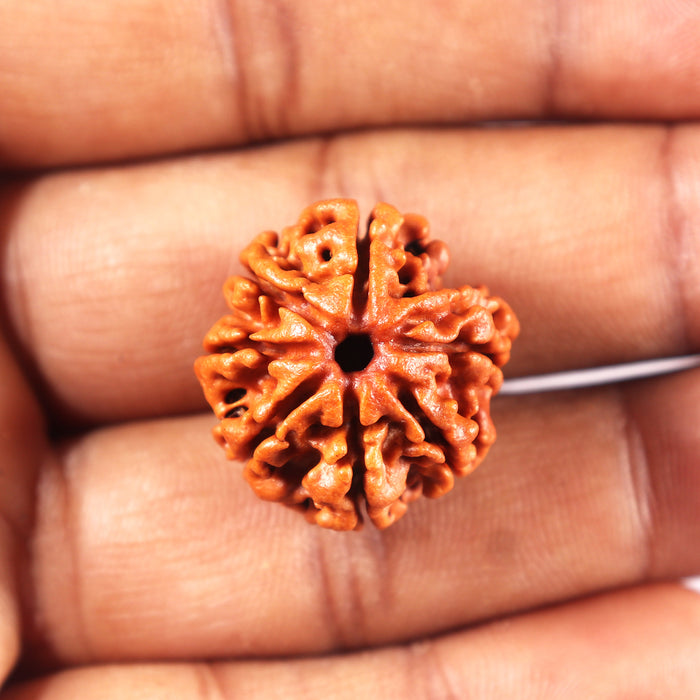 7 Mukhi Nepalese Rudraksha - Bead No 4