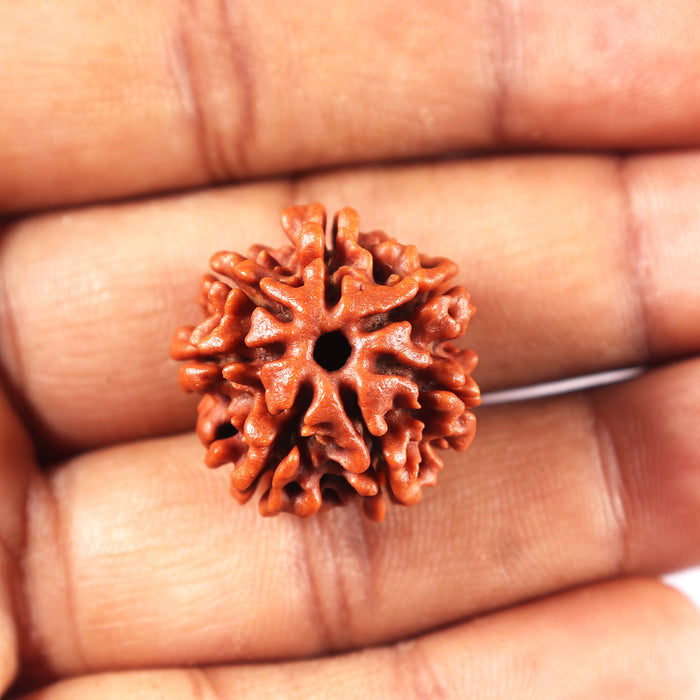 7 Mukhi Nepalese Rudraksha - Bead No 5