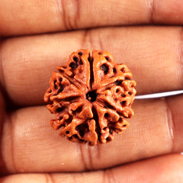7 Mukhi Nepalese Rudraksha - Bead No 692