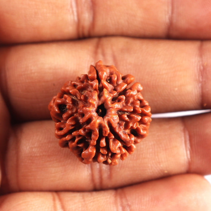 7 Mukhi Nepalese Rudraksha - Bead No 694