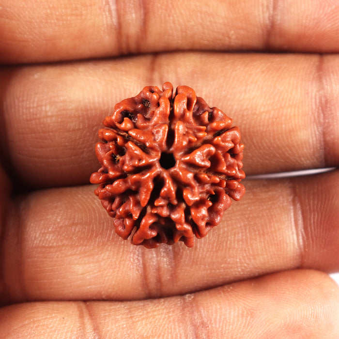 7 Mukhi Nepalese Rudraksha - Bead No 699