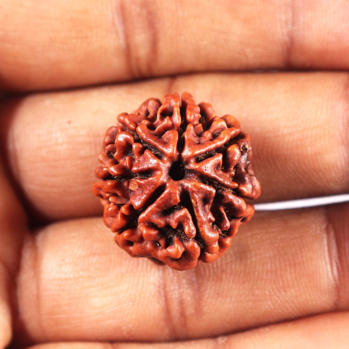 7 Mukhi Nepalese Rudraksha - Bead No 701