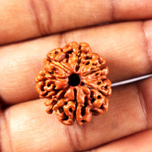 Load image into Gallery viewer, 7 Mukhi Nepalese Rudraksha - Bead No 8

