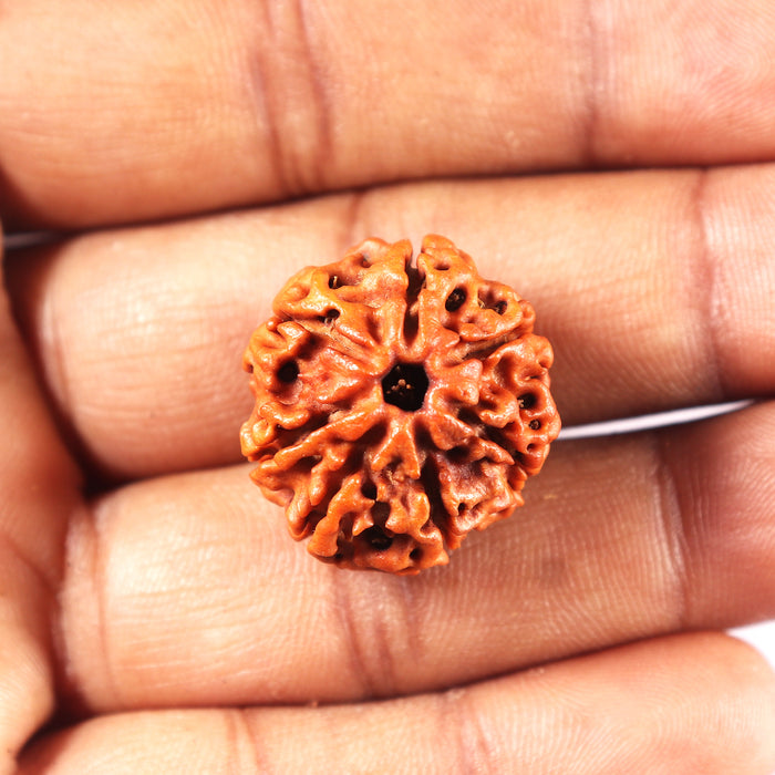 7 Mukhi Nepalese Rudraksha - Bead No 1