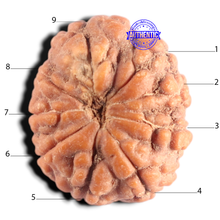 Load image into Gallery viewer, 9 Mukhi Rudraksha from Indonesia - Bead No. 7
