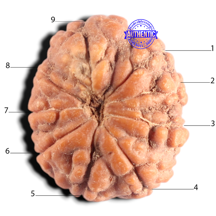 9 Mukhi Rudraksha from Indonesia - Bead No. 7
