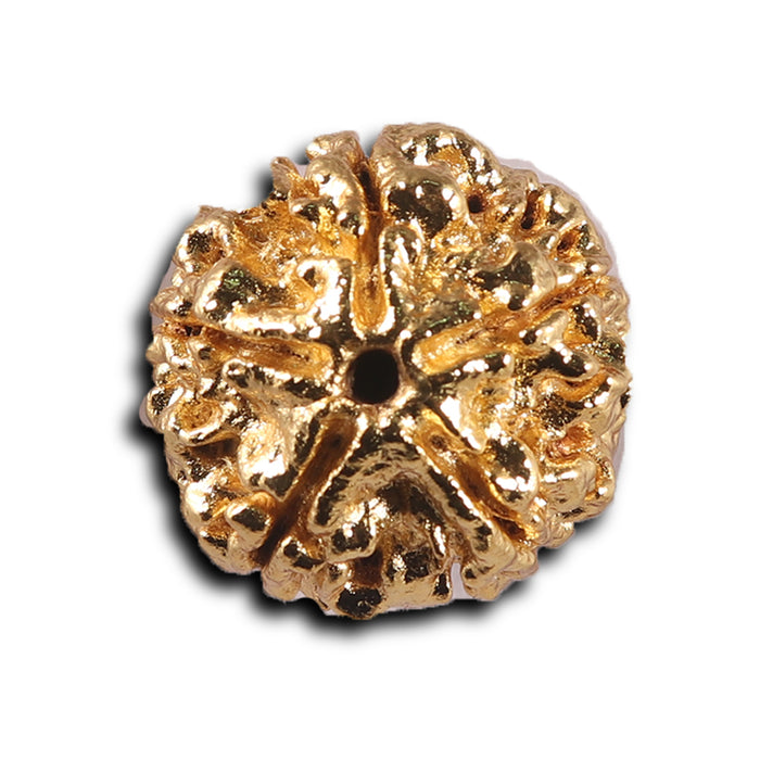 7 Mukhi Goldplating Nepalese Rudraksha - Bead No.100