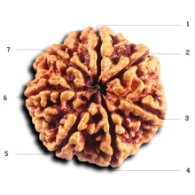 Load image into Gallery viewer, 7 Mukhi Nepalese Rudraksha - Bead No.25

