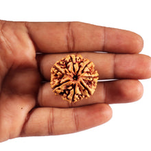 Load image into Gallery viewer, 7 Mukhi Nepalese Rudraksha - Bead No.25

