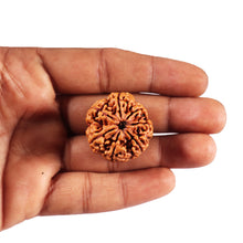 Load image into Gallery viewer, 7 Mukhi Nepalese Rudraksha - Bead No. 26
