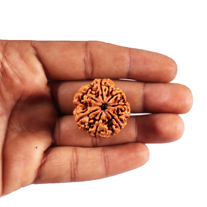 7 Mukhi Nepalese Rudraksha - Bead No. 26