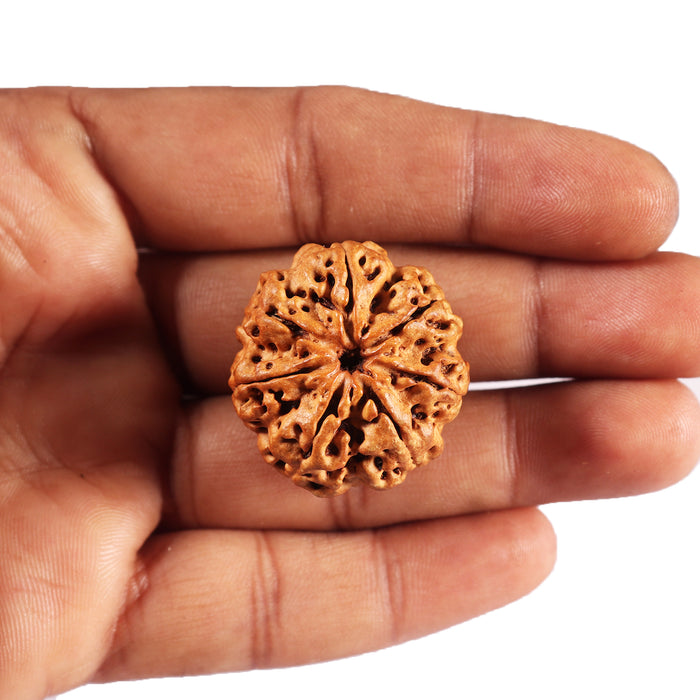 7 Mukhi Nepalese Rudraksha - Bead No.27