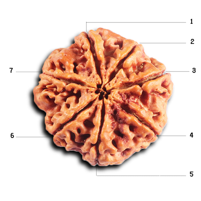 7 Mukhi Nepalese Rudraksha - Bead No. 28