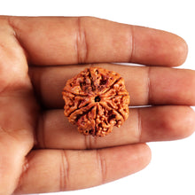 Load image into Gallery viewer, 7 Mukhi Nepalese Rudraksha - Bead No. 28
