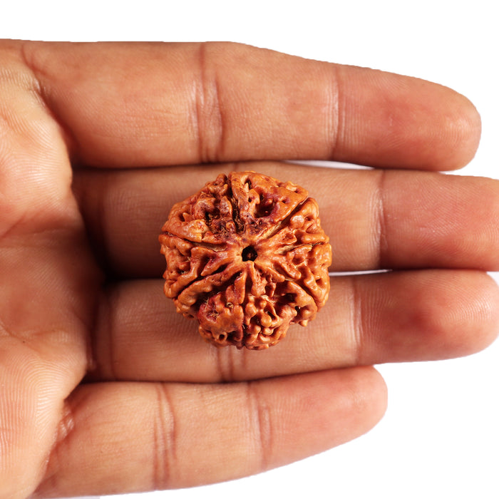 7 Mukhi Nepalese Rudraksha - Bead No. 28