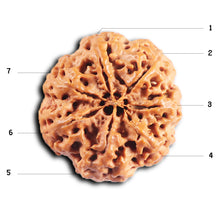 Load image into Gallery viewer, 7 Mukhi Nepalese Rudraksha - Bead No. 29
