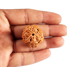 Load image into Gallery viewer, 7 Mukhi Nepalese Rudraksha - Bead No. 29
