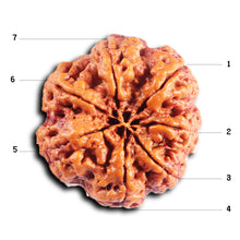 Load image into Gallery viewer, 7 Mukhi Nepalese Rudraksha - Bead No. 30
