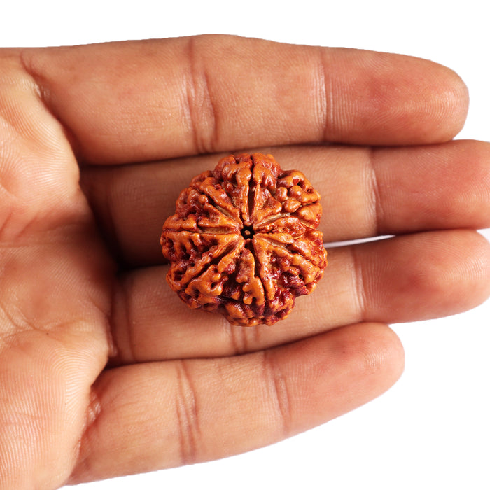 7 Mukhi Nepalese Rudraksha - Bead No. 30