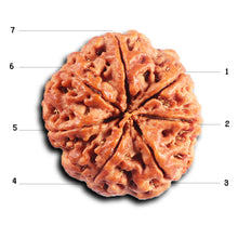 Load image into Gallery viewer, 7 Mukhi Nepalese Rudraksha - Bead No. 31

