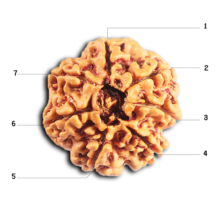 7 Mukhi Nepalese Rudraksha - Bead No. 32