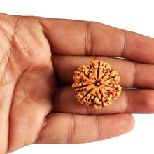 Load image into Gallery viewer, 7 Mukhi Nepalese Rudraksha - Bead No. 32
