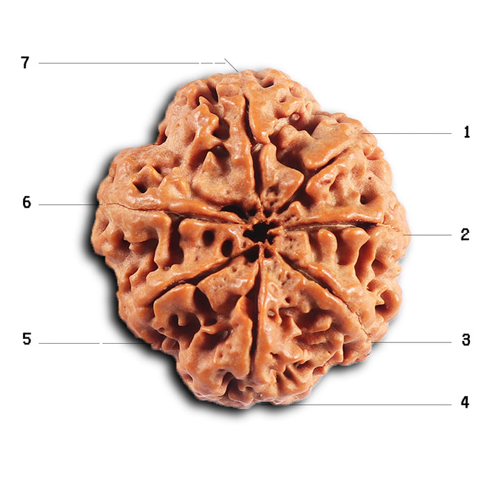7 Mukhi Nepalese Rudraksha - Bead No. 33