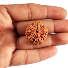 Load image into Gallery viewer, 7 Mukhi Nepalese Rudraksha - Bead No. 33
