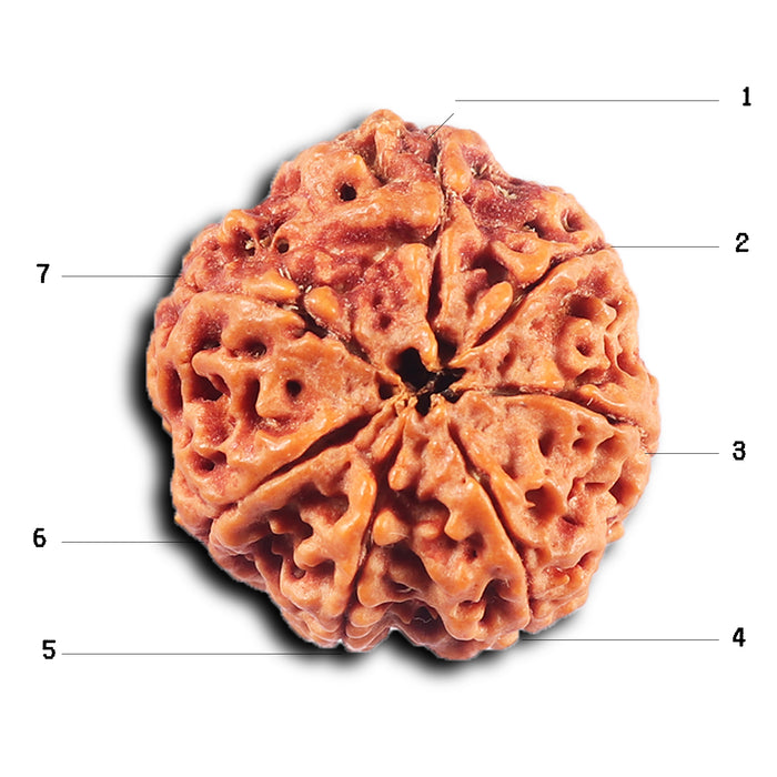 7 Mukhi Nepalese  Rudraksha - Bead No.34