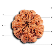 Load image into Gallery viewer, 7 Mukhi Nepalese Rudraksha - Bead No. 35
