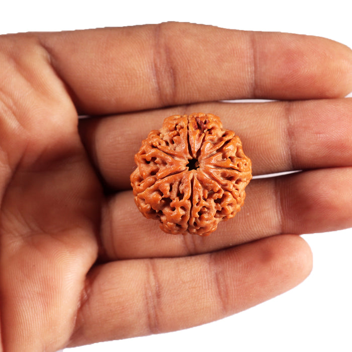7 Mukhi Nepalese Rudraksha - Bead No. 35