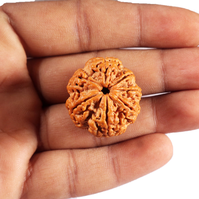 7 Mukhi Nepalese Rudraksha - Bead No. 36