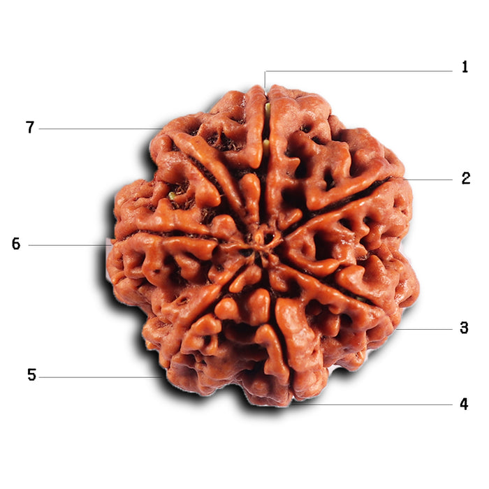 7 Mukhi Nepalese  Rudraksha - Bead No.37