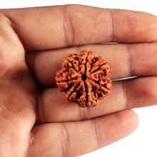 Load image into Gallery viewer, 7 Mukhi Nepalese  Rudraksha - Bead No.37

