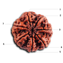 Load image into Gallery viewer, 7 Mukhi Nepalese  Rudraksha - Bead No.38
