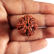 Load image into Gallery viewer, 7 Mukhi Nepalese  Rudraksha - Bead No.38
