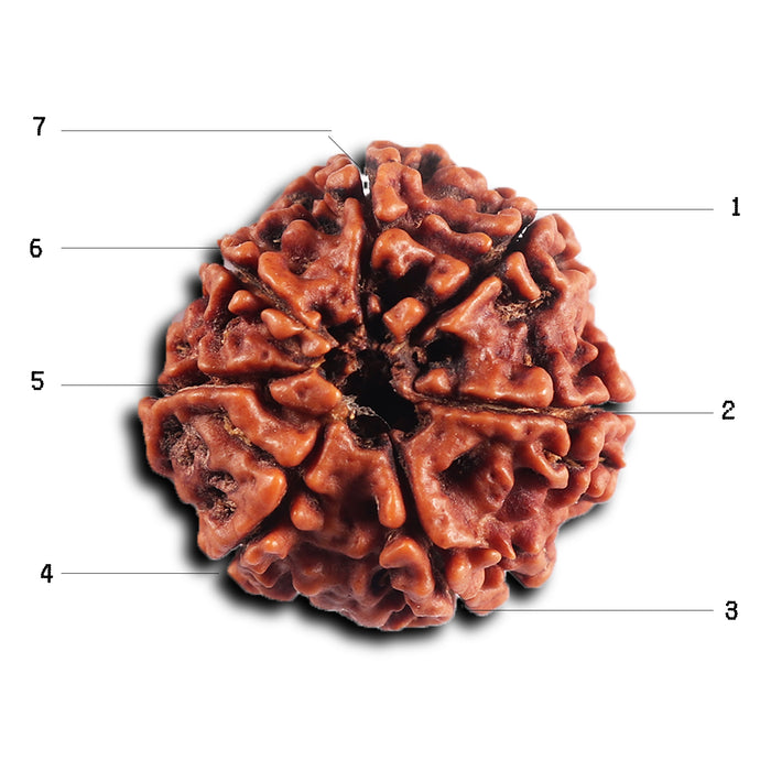 7 Mukhi Nepalese  Rudraksha - Bead No.39