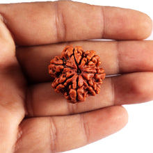 Load image into Gallery viewer, 7 Mukhi Nepalese  Rudraksha - Bead No40
