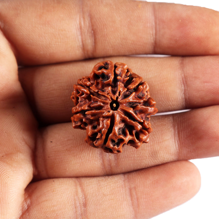 7 Mukhi Nepalese  Rudraksha - Bead No.41