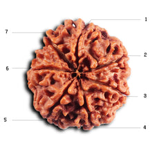 Load image into Gallery viewer, 7 Mukhi Nepalese Rudraksha - Bead No. 97
