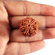 Load image into Gallery viewer, 7 Mukhi Nepalese Rudraksha - Bead No. 97
