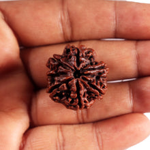 Load image into Gallery viewer, 7 Mukhi Nepalese  Rudraksha - Bead No.43

