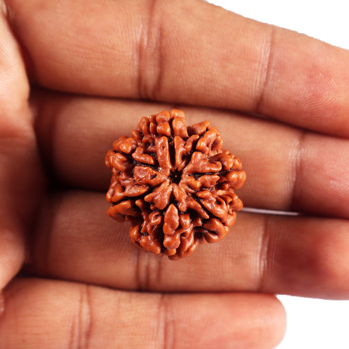7 Mukhi Nepalese  Rudraksha - Bead No.44