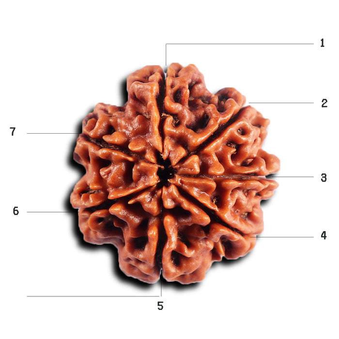 7 Mukhi Nepalese  Rudraksha - Bead No.45