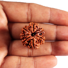 Load image into Gallery viewer, 7 Mukhi Nepalese  Rudraksha - Bead No.45
