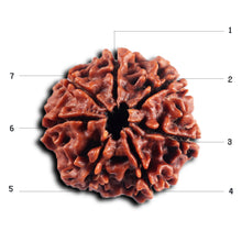 Load image into Gallery viewer, 7 Mukhi Nepalese Rudraksha - Bead No. 46
