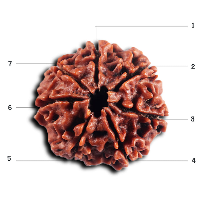 7 Mukhi Nepalese Rudraksha - Bead No. 46