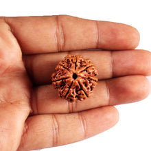 Load image into Gallery viewer, 7 Mukhi Nepalese Rudraksha - Bead No. 48
