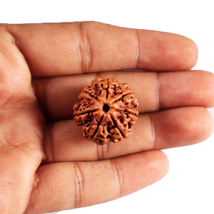 7 Mukhi Nepalese Rudraksha - Bead No. 48