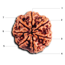 Load image into Gallery viewer, 7 Mukhi Nepalese Rudraksha - Bead No. 49
